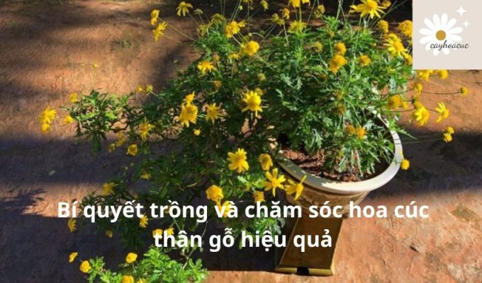 Bí quyết trồng và chăm sóc hoa cúc thân gỗ hiệu quả