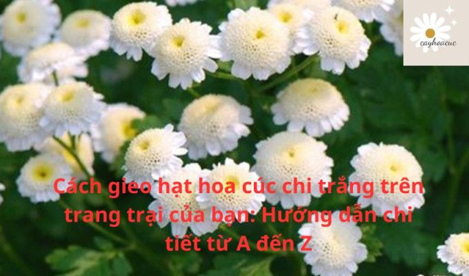 Cách gieo hạt hoa cúc chi trắng trên trang trại của bạn: Hướng dẫn chi tiết từ A đến Z