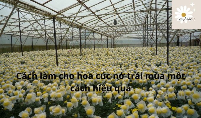 Cách làm cho hoa cúc nở trái mùa một cách hiệu quả