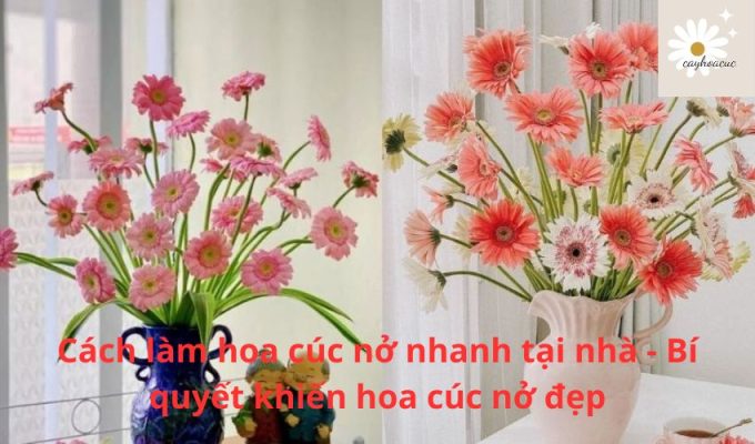 Cách làm hoa cúc nở nhanh tại nhà - Bí quyết khiến hoa cúc nở đẹp