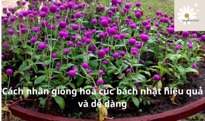 Cách nhân giống hoa cúc bách nhật hiệu quả và dễ dàng