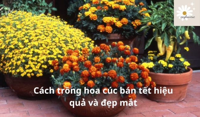 Cách trồng hoa cúc bán tết hiệu quả và đẹp mắt