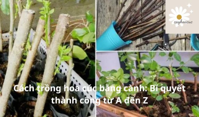 Cách trồng hoa cúc bằng cành: Bí quyết thành công từ A đến Z