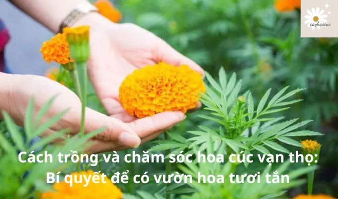 Cách trồng và chăm sóc hoa cúc vạn thọ: Bí quyết để có vườn hoa tươi tắn