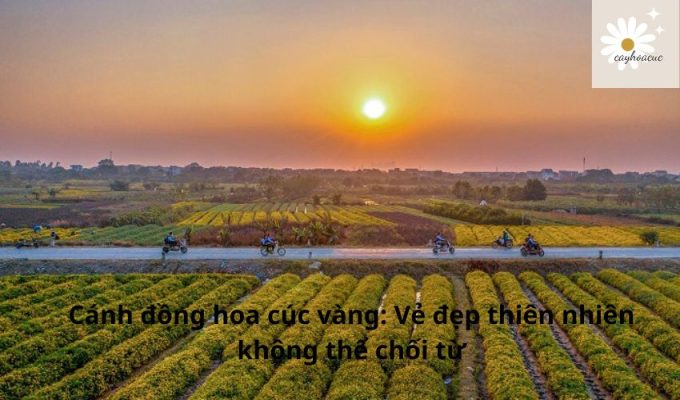 Cánh đồng hoa cúc vàng: Vẻ đẹp thiên nhiên không thể chối từ