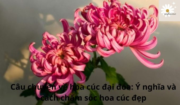 Câu chuyện về hoa cúc đại đóa: Ý nghĩa và cách chăm sóc hoa cúc đẹp