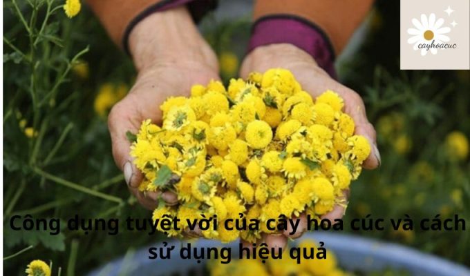 Công dụng tuyệt vời của cây hoa cúc và cách sử dụng hiệu quả