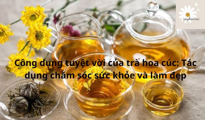 Công dụng tuyệt vời của trà hoa cúc: Tác dụng chăm sóc sức khỏe và làm đẹp