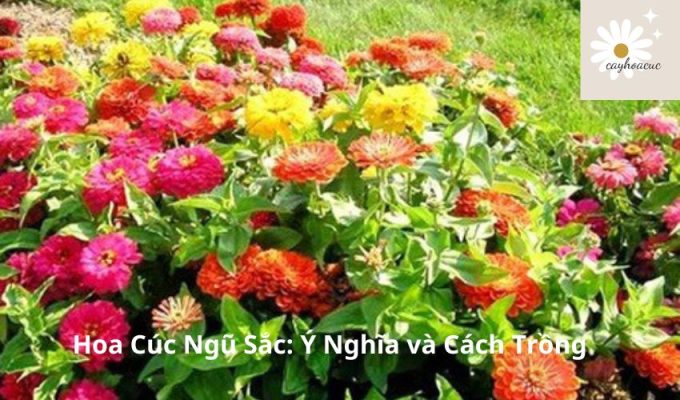 Hoa Cúc Ngũ Sắc: Ý Nghĩa và Cách Trồng