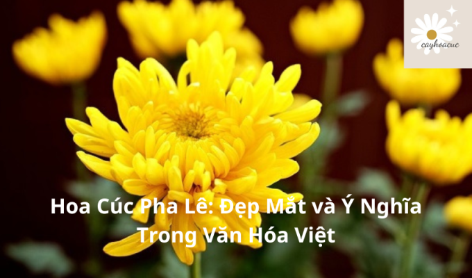 Hoa Cúc Pha Lê: Đẹp Mắt và Ý Nghĩa Trong Văn Hóa Việt