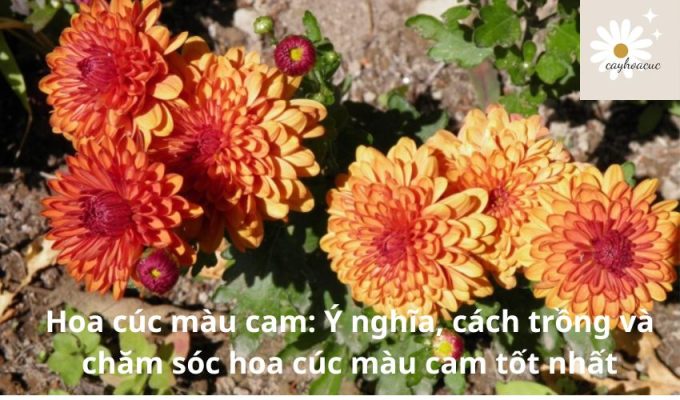 Hoa cúc màu cam: Ý nghĩa, cách trồng và chăm sóc hoa cúc màu cam tốt nhất