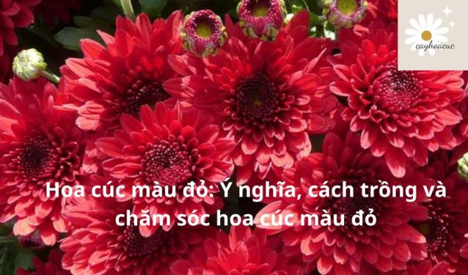 Hoa cúc màu đỏ: Ý nghĩa, cách trồng và chăm sóc hoa cúc màu đỏ