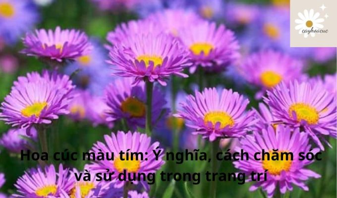 Hoa cúc màu tím: Ý nghĩa, cách chăm sóc và sử dụng trong trang trí