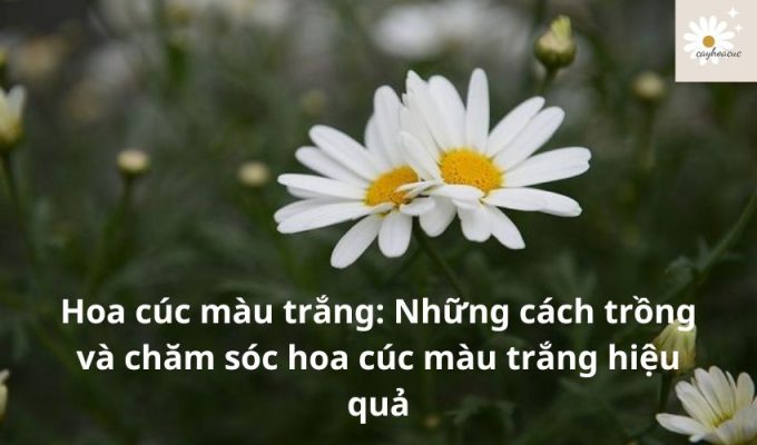 Hoa cúc màu trắng: Những cách trồng và chăm sóc hoa cúc màu trắng hiệu quả