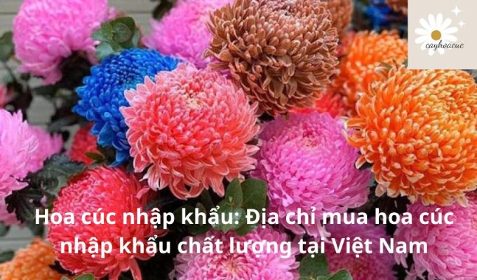 Hoa cúc nhập khẩu: Địa chỉ mua hoa cúc nhập khẩu chất lượng tại Việt Nam