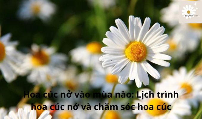 Hoa cúc nở vào mùa nào: Lịch trình hoa cúc nở và chăm sóc hoa cúc