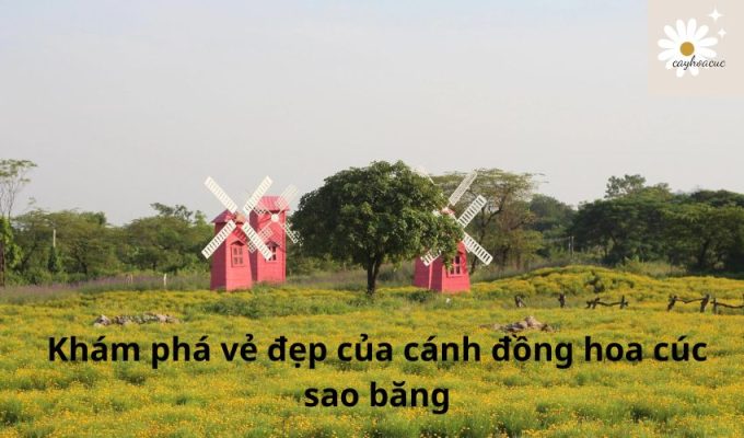 Khám phá vẻ đẹp của cánh đồng hoa cúc sao băng