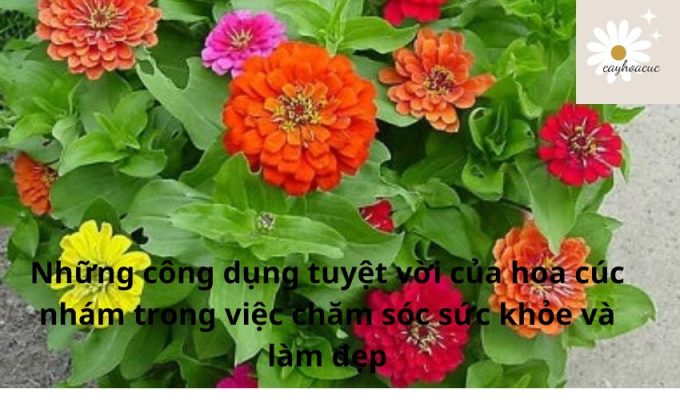 Những công dụng tuyệt vời của hoa cúc nhám trong việc chăm sóc sức khỏe và làm đẹp