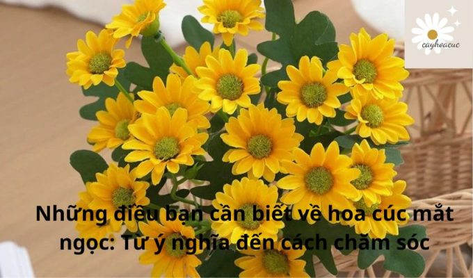 Những điều bạn cần biết về hoa cúc mắt ngọc: Từ ý nghĩa đến cách chăm sóc