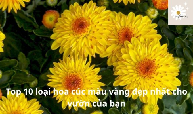 Top 10 loại hoa cúc màu vàng đẹp nhất cho vườn của bạn