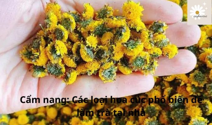 Cẩm nang: Các loại hoa cúc phổ biến để làm trà tại nhà