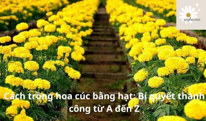 Cách trồng hoa cúc bằng hạt: Bí quyết thành công từ A đến Z