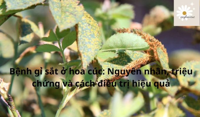 Bệnh gỉ sắt ở hoa cúc: Nguyên nhân, triệu chứng và cách điều trị hiệu quả